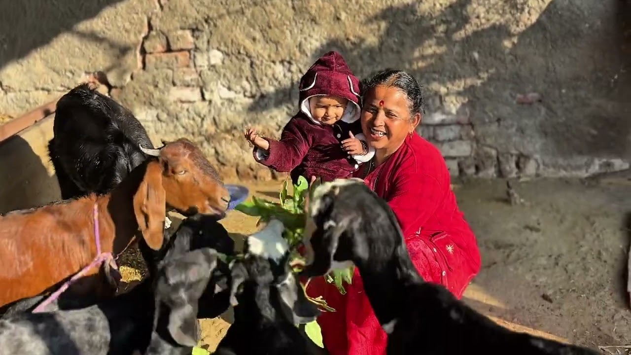ही असते गावाकडली सकाळ 🙏🏻.  