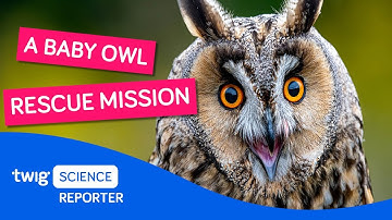 Would you help rescue baby owls? | Twig Science Reporter