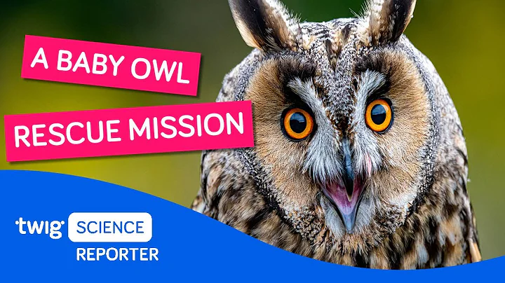 Would you help rescue baby owls? | Twig Science Reporter