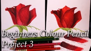 A beginners colour pencil project 3. Red rose