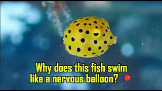Meet the fish that swims like it forgot how to swim 😂🐠