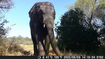 Wildlife on Camera Traps 2.0