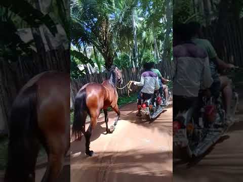 Naachiya The Marwari Horse 