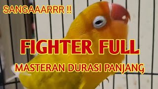 Masteran lovebird paskun fighter durasi panjang