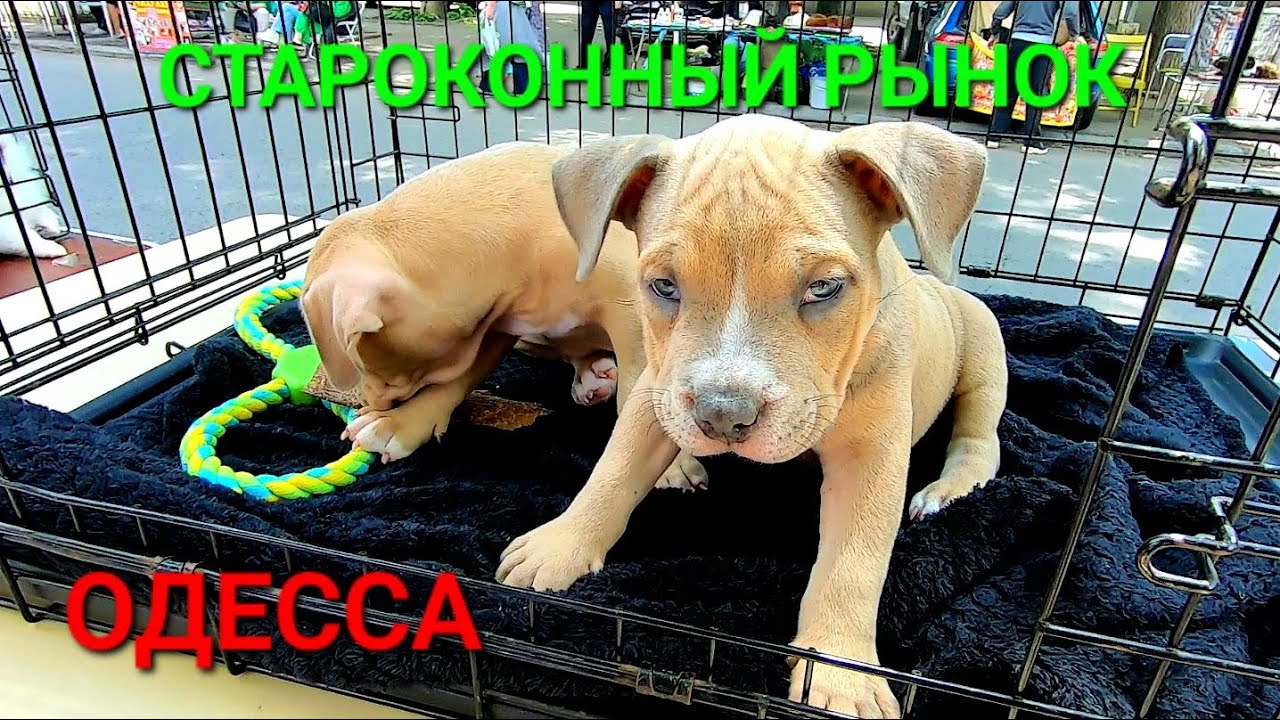 Староконный рынок Одесса. Собачий базар. Продажа щенков. Животные. Собаки. Топ собак. #зоотроп