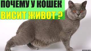 Почему у некоторых кошек висит животик?