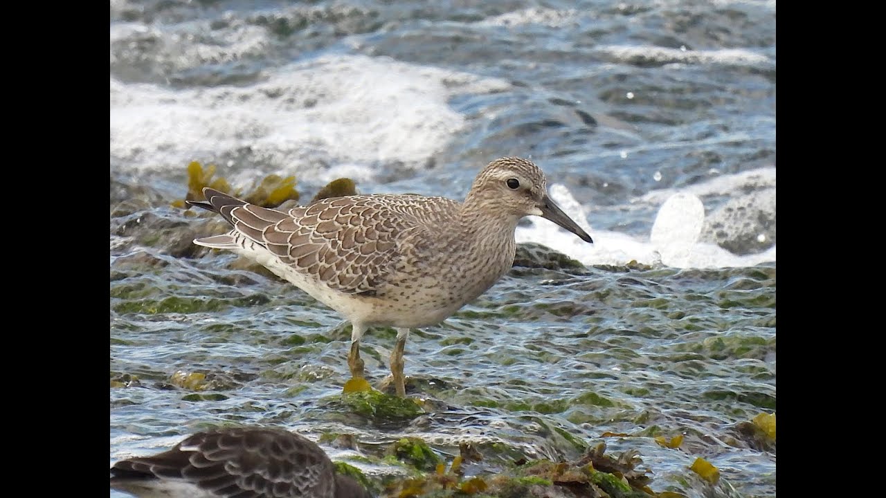 Kanoet / Red Knot - Brouwersdam (Netherlands) - 09/09/2025