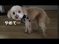 震えてる犬見ると落ち着く笑　【激怒症候群トイプードル】