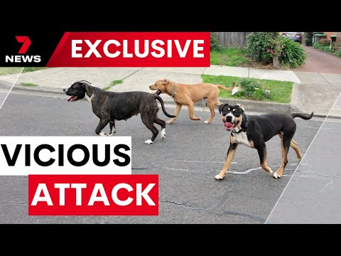 Pet dogs involved in vicious attack in Sunbury, strike again | 7NEWS