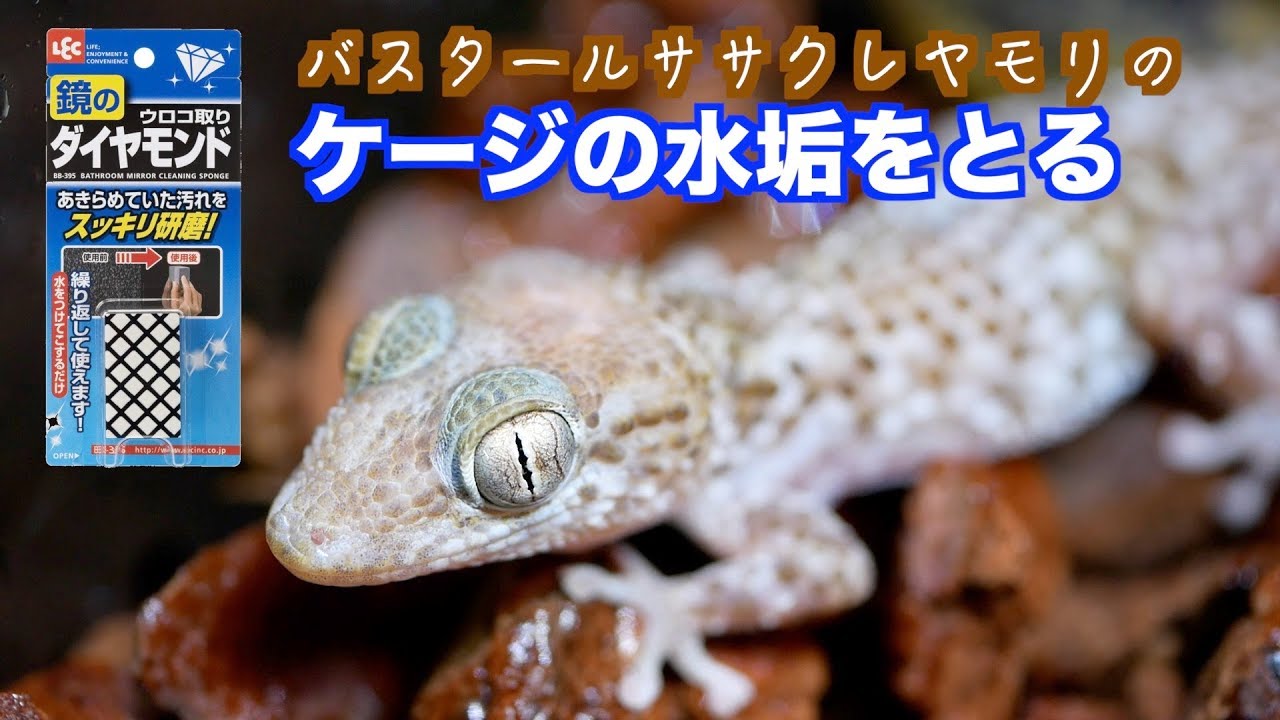 ケージのガラス面についた水垢をとる。 - YouTube