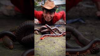 Tarzan wears a hat and his pets are Red millipedes, Phantom millipedes and Bumblebee millipede.