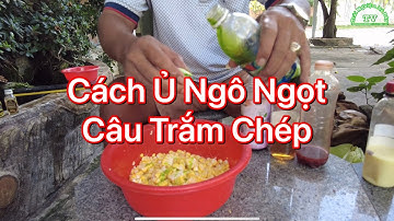 Cách Ủ Ngô Ngọt Tươi Câu Cá Chép Cá Trắm Dể Làm Hiệu Quả