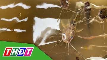 Đồng Tháp: Người dân đầu nguồn đánh bắt mùa cá ra sông | THDT