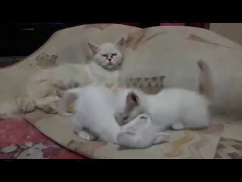 Anak Kucing Anggora Lucuhasil Persilangan Anggora Dan