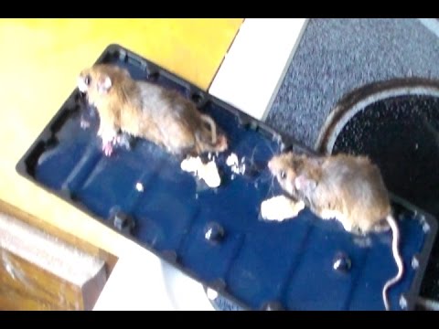 Get Rid Of Mice In Your House Quickly The Best And Easy Way