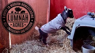 The Goat that was REJECTED by her MOM acts Just Like HER