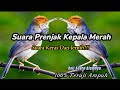 Suara Pikat Prenjak Kepala Merah Cukup 5 Menit Auto Ngumpul || Buktikan Sendiri‼️