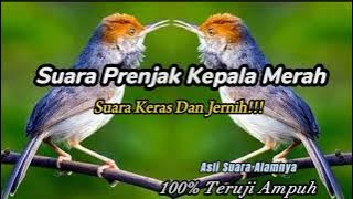 Suara Pikat Prenjak Kepala Merah Cukup 5 Menit Auto Ngumpul || Buktikan Sendiri‼️