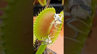 Venus Flytrap eats 2 locusts