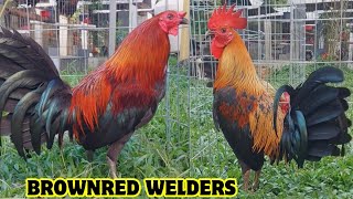 🇲🇽 Criadero Welders - Feeding Time Shape Chicken Coop Outdoor Design Jose Gamez Farm MX 🇲🇽