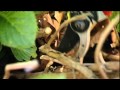 How to prune Hydrangea