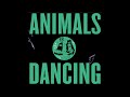 Premiere benoit b  drums symphony animals dancing