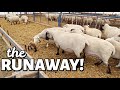 WE'VE GOT A RUNNER!!🏃🏻‍♀️ | Spring Lambing 2021 | Vlog 431