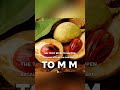 Why Nutmeg is Actually Poisonous #foodsafety #shocking