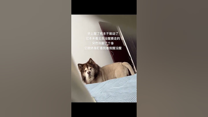🐶：咋？当我嘟嘟是聋子？ #狗狗 #阿拉斯加狗