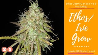 Ethos/Irie Grow Episode #21: Start of Harvest