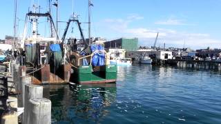Anne Marie Off Loading at the Portland Fish exchange