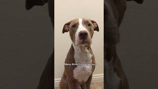 Are you my fren? #shorts_ #shortvideo #pitbull #doglovers #doglover #cuteanimals