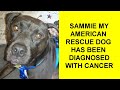 Sammie, My Dog Has Lymphoma Cancer