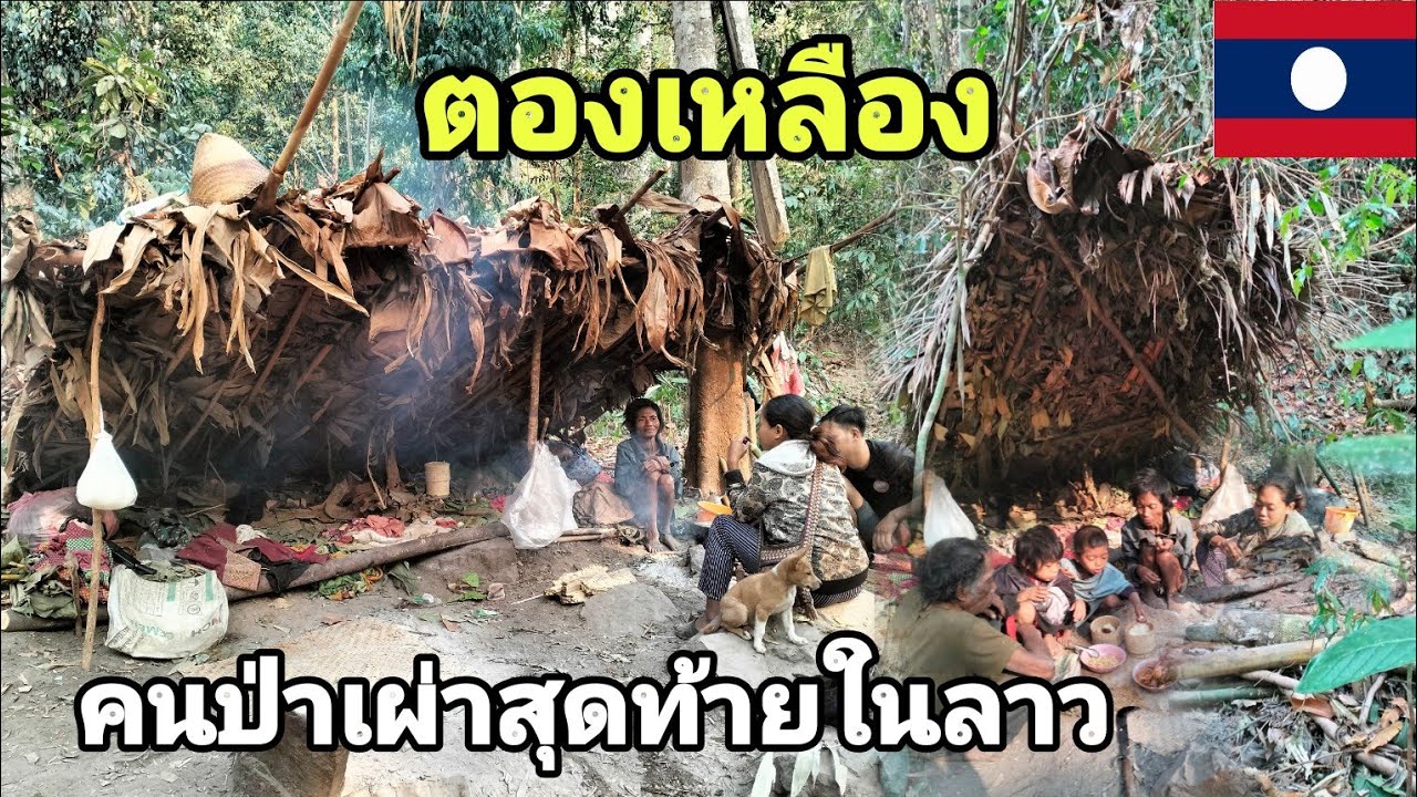 ตองเหลืองคนป่าเผ่าสุดท้ายในลาวEp1 ที่อยู่อาศัยของชนเผ่าตองเหลือง