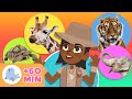 Animals  animals for kids  compilation