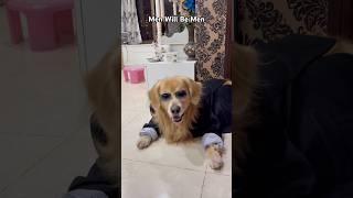 Shadow The Gentle Man #shorts #dog #trending #tiktok #goldenretriever #fyp