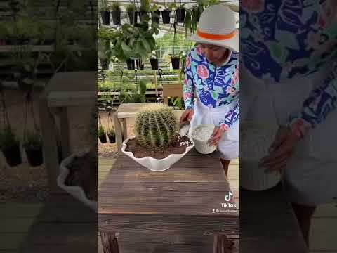 Video: Potted Cactus Outside – Kaktuspuutarhan luominen astioissa