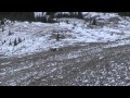The Hunting Chronicles - Alberta NonTrophy Bighorn Sheep