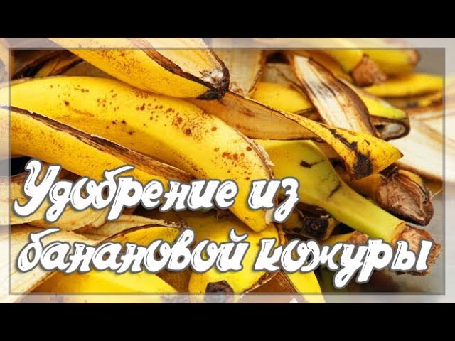 Как использовать банановую кожуру в качестве удобрения. Как использовать банановую кожуру в качестве удобрения