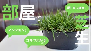【新感覚】部屋の中であの芝生が楽しめる作り方・育て方・コツ大公開