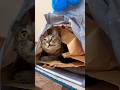 Whatta cute eyes 😻🙀❤️ #cute #cat #shortvideo