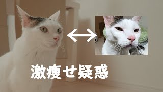 チロの激痩せ疑惑について検証してみた by ねこほうパパ 18,128 views 1 month ago 12 minutes, 28 seconds