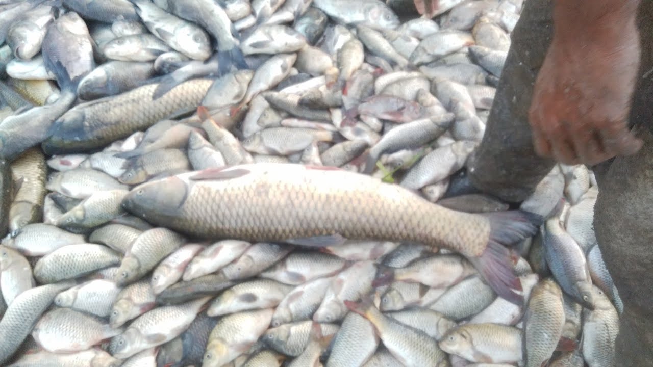 Latest Rate Dangri fish Rate Update GulshaneHadeed Karachi 13January