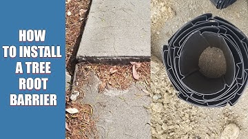 How to Stop Tree Roots from Damaging Your Driveway or Sidewalk | Root Barrier Installation Guide