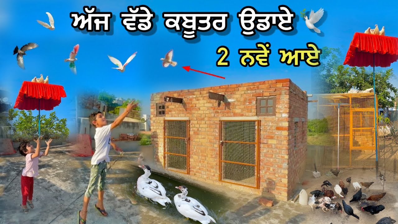 ਅੱਜ ਵੱਡੇ ਕਬੂਤਰ ਉਡਾਏ 🕊️2 ਨਵੇਂ ਆਏ || Trying To Catch Pigeon || ਬੱਚੇ ਛਤਰੀਆਂ ਤੇ ਬਿਠਾਏ Day-10 | #kabutar