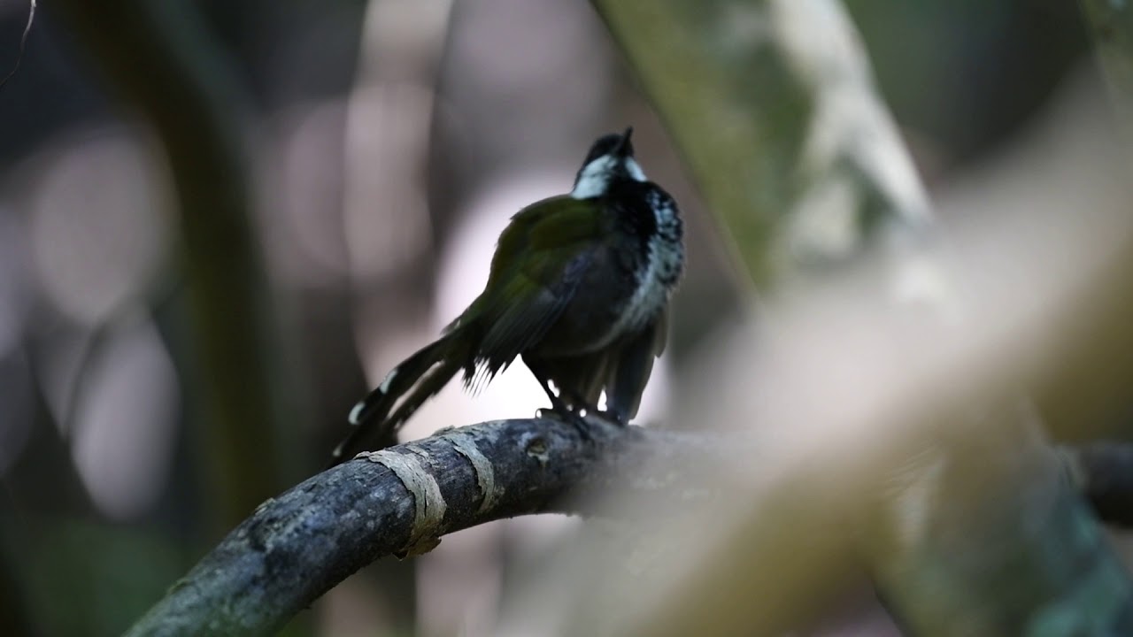 Male Eastern whipbird (Psophodes olivaceus) calling 