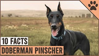 Doberman Pinscher  Top 10 Facts | Dog World