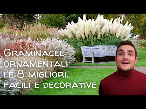 Video: Graminacee decorative per il giardino: tipologie, foto