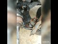 Dorman control arm repeated failure