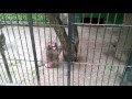 Angry monkey in bulgarian zoo